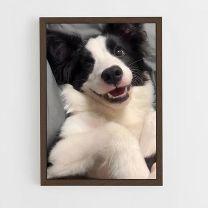 ap-border collie-6 cadre Bois foncé