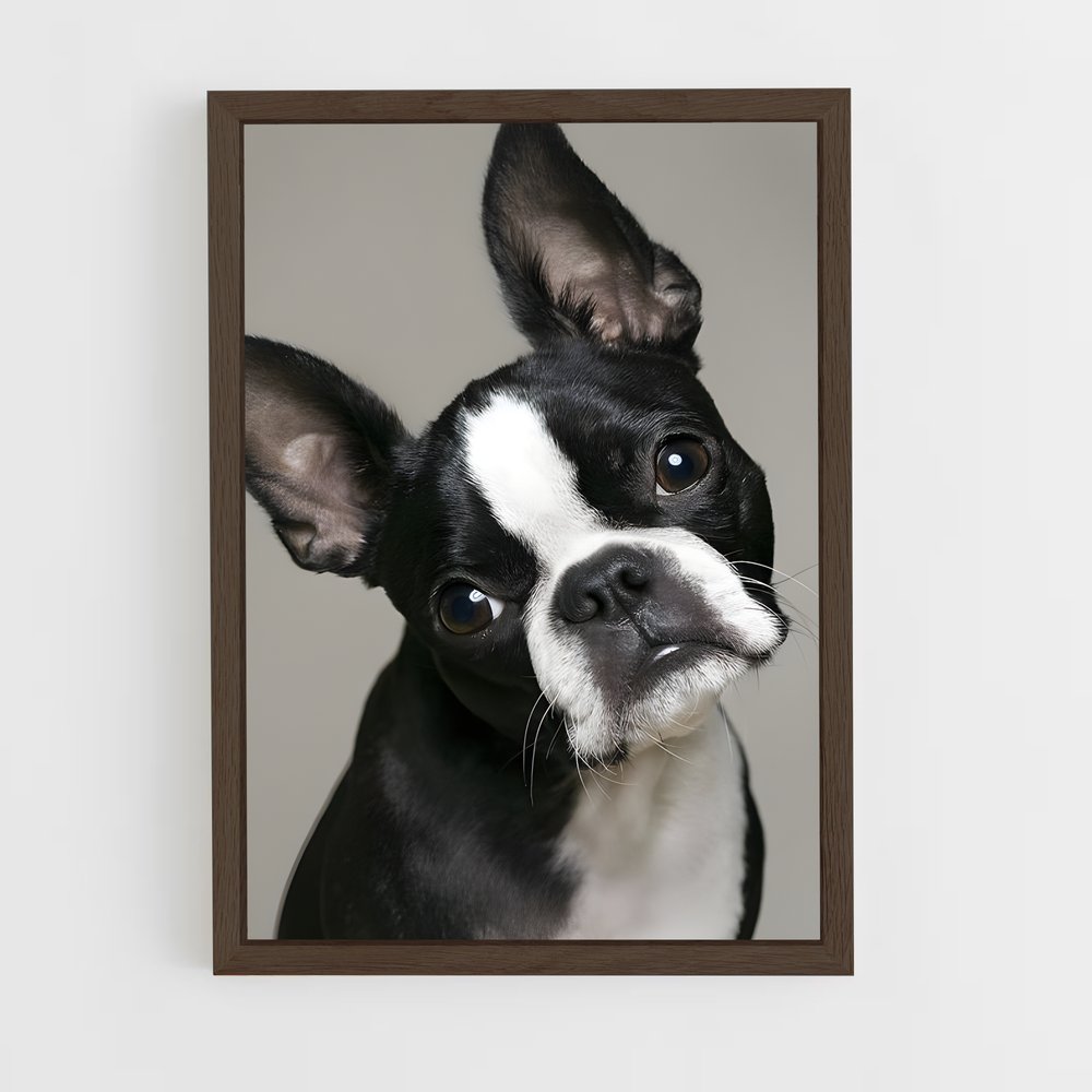 ap-boston terrier-1 cadre Bois foncé