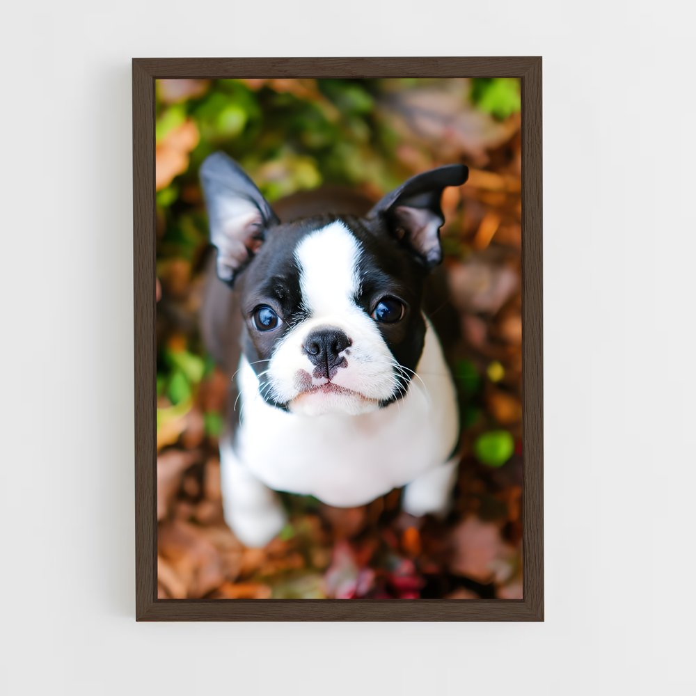 ap-boston terrier-2 cadre Bois foncé