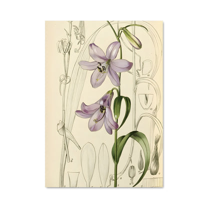 Poster Orchidée Envoûtante