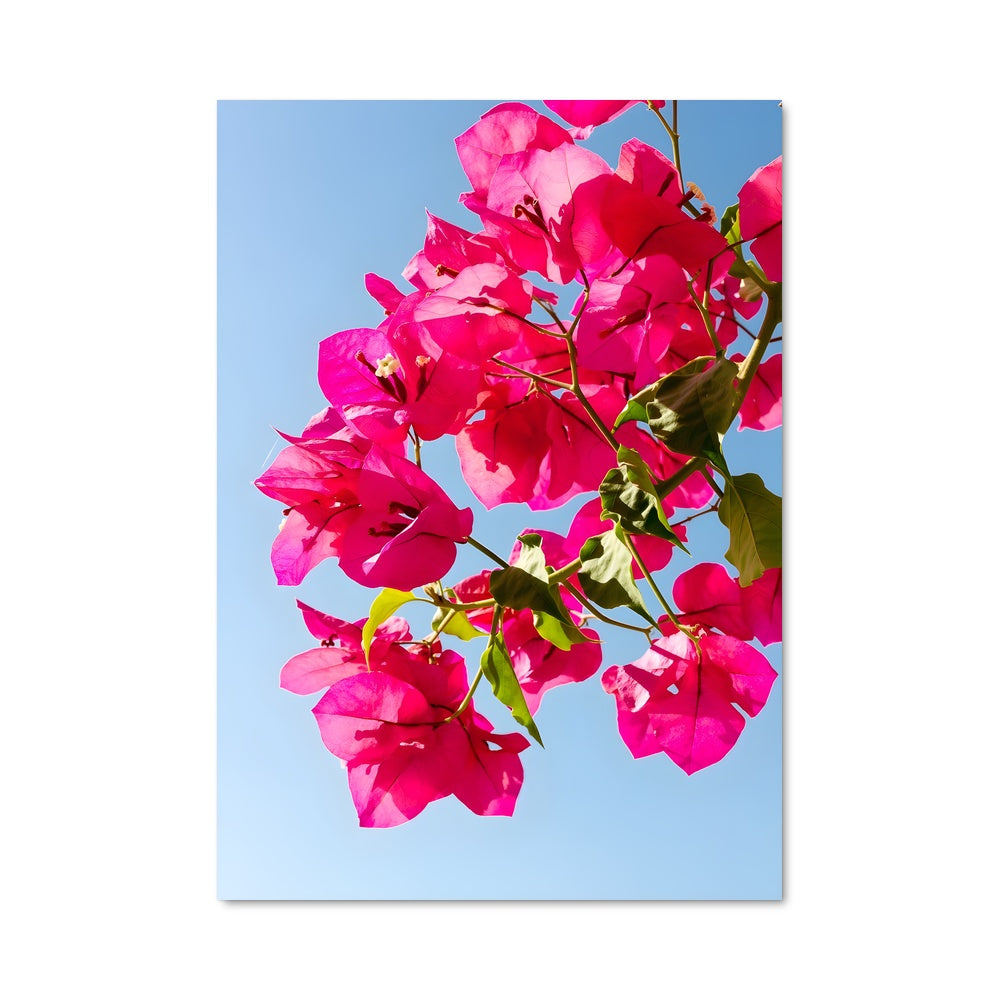 Poster Bougainvillea Dream