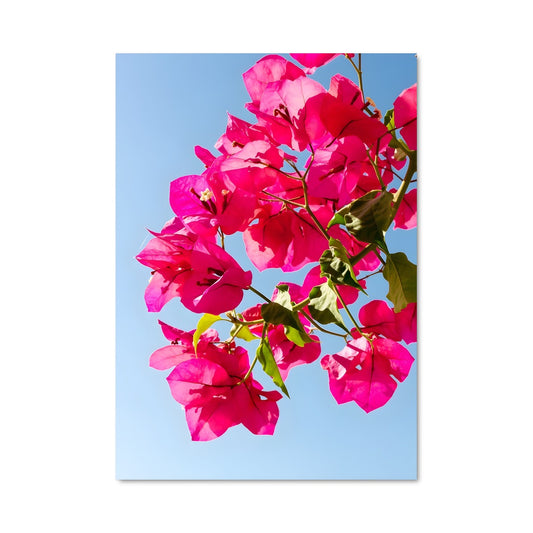 Poster Bougainvillea Dream