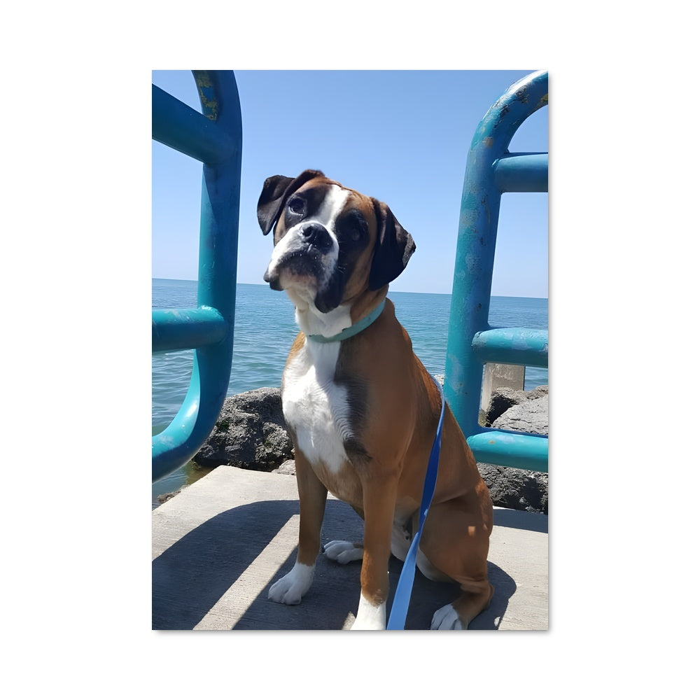 Poster Chien des Côtes