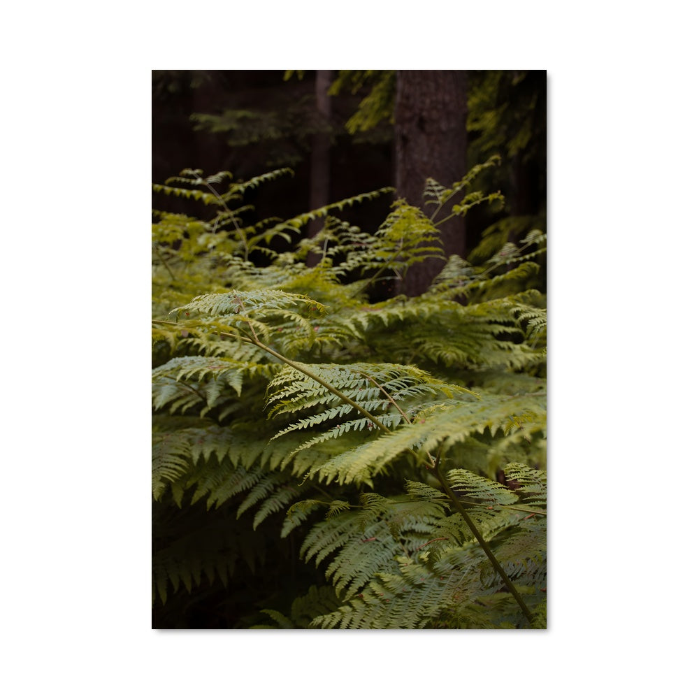 Poster Fronde Enchantée