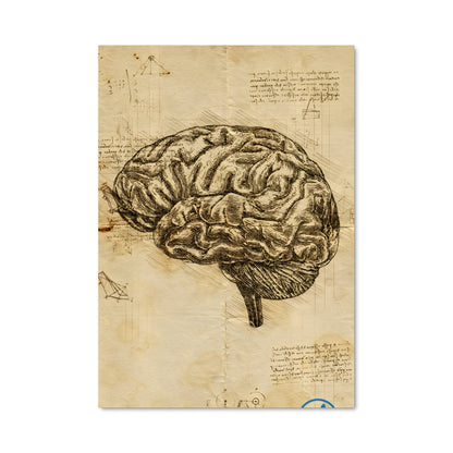 Poster Anatomie Cérébrale