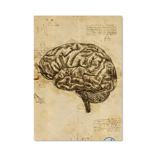 Poster Anatomie Cérébrale