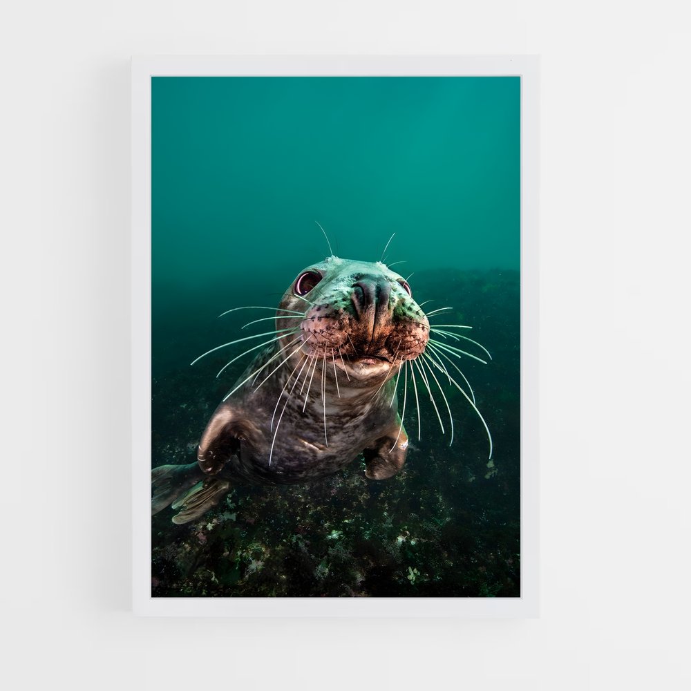 ap-brian skerry-1 cadre Blanc