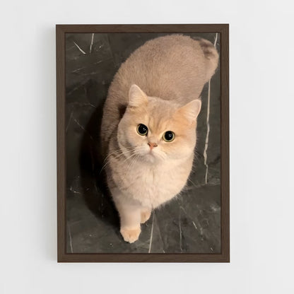 ap-british shorthair-1 cadre Bois foncé