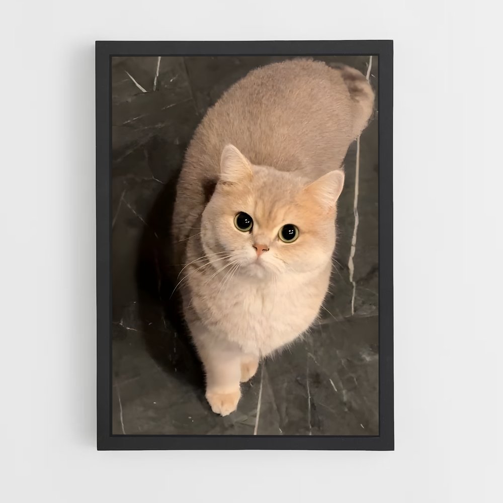 ap-british shorthair-1 cadre Noir