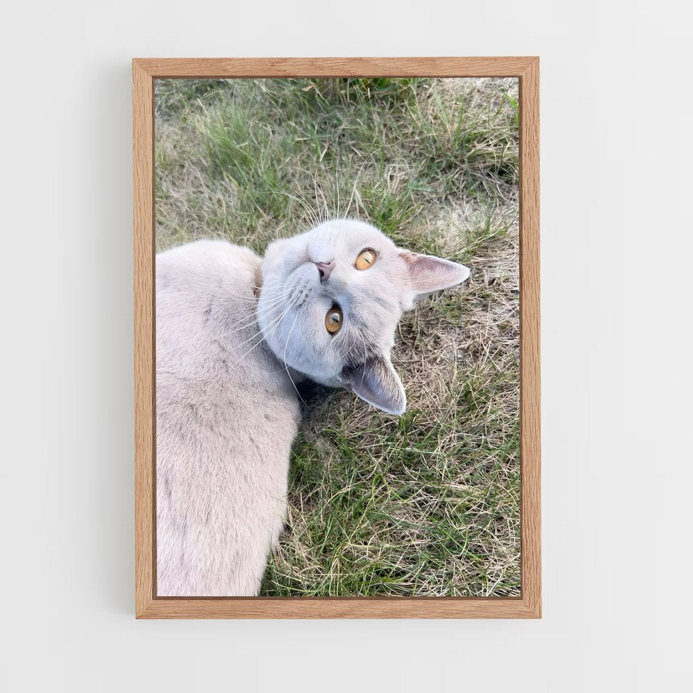 ap-british shorthair-4 cadre Bois clair