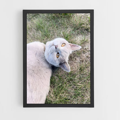 ap-british shorthair-4 cadre Noir