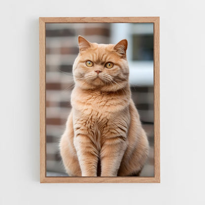ap-british shorthair-5 cadre Bois clair