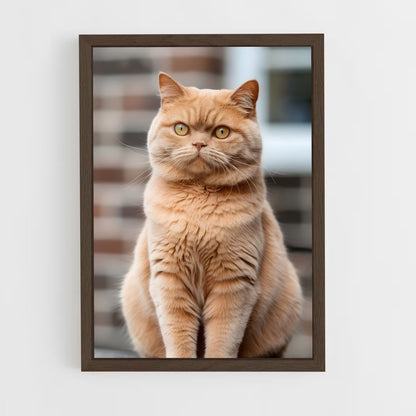 ap-british shorthair-5 cadre Bois foncé