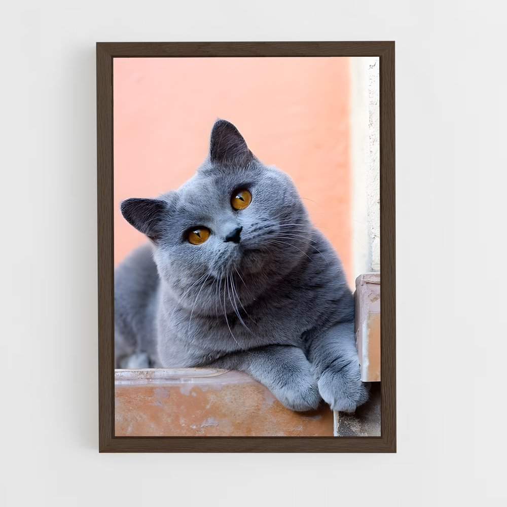 ap-british shorthair-6 cadre Bois foncé