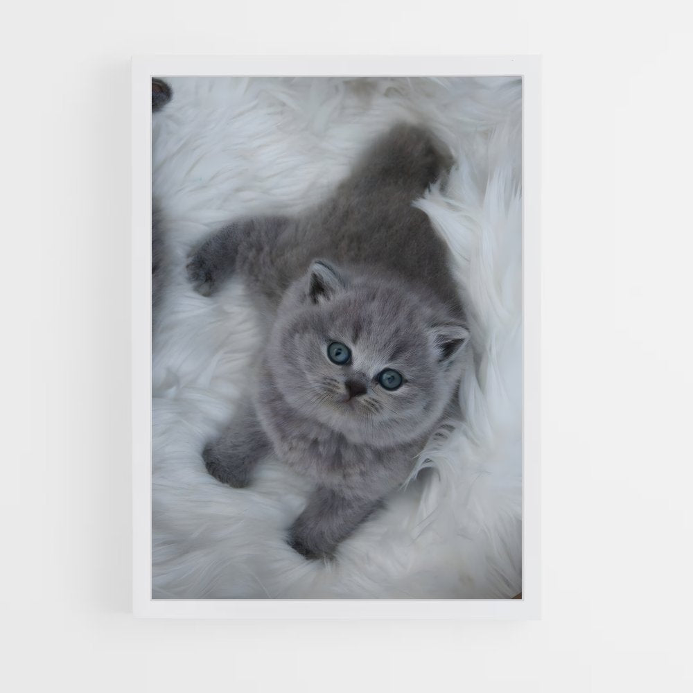 ap-british shorthair-7 cadre Blanc