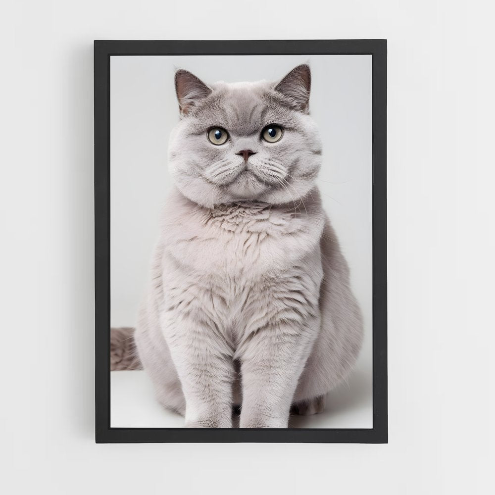 ap-british shorthair-8 cadre Noir