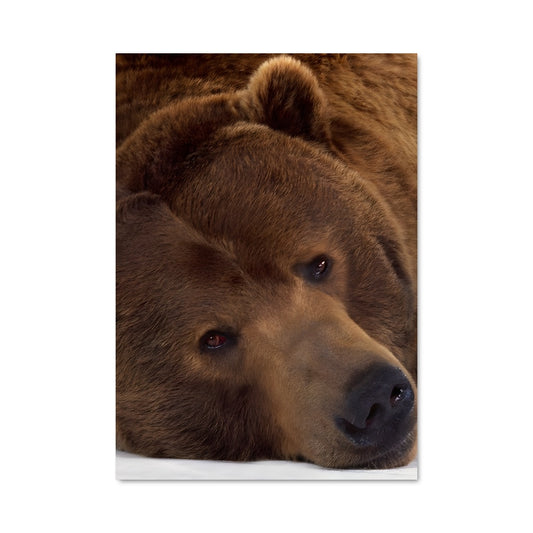 Poster Ours Paresseux