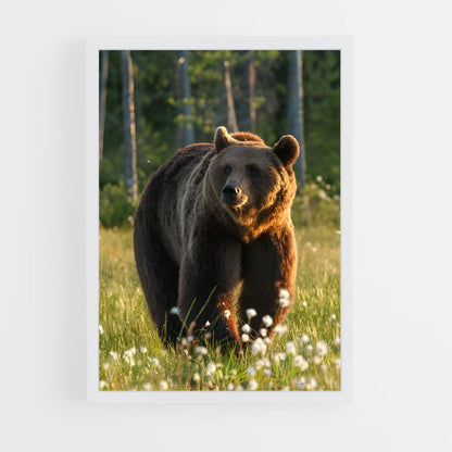 ap-brown bear-1 cadre Blanc