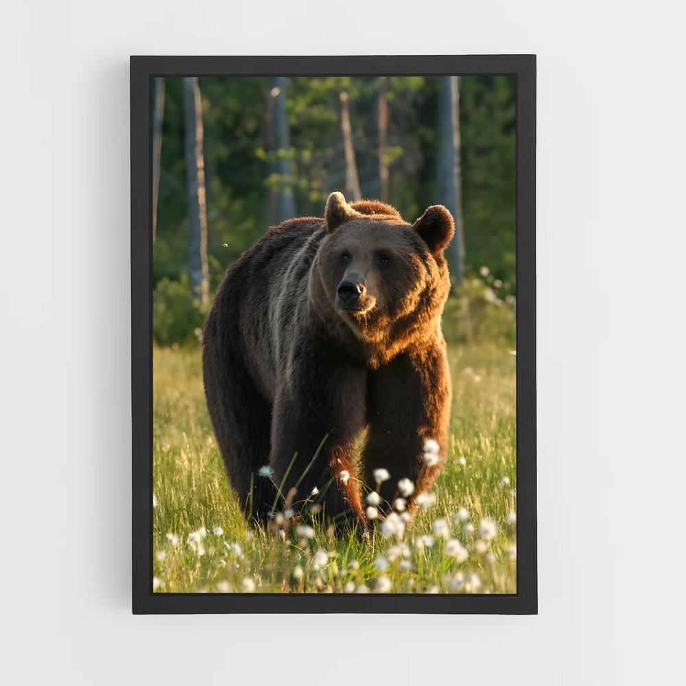 ap-brown bear-1 cadre Noir