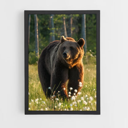 ap-brown bear-1 cadre Noir