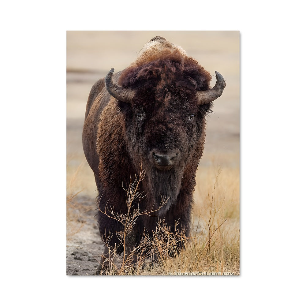 Poster Buffalo 83217