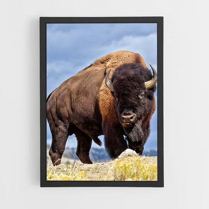 ap-buffalo-6 cadre Noir