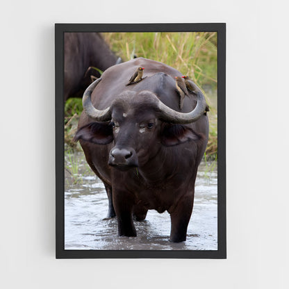 ap-buffalo-7 cadre Noir
