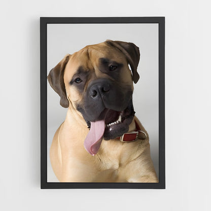 ap-bullmastiff-3 cadre Noir