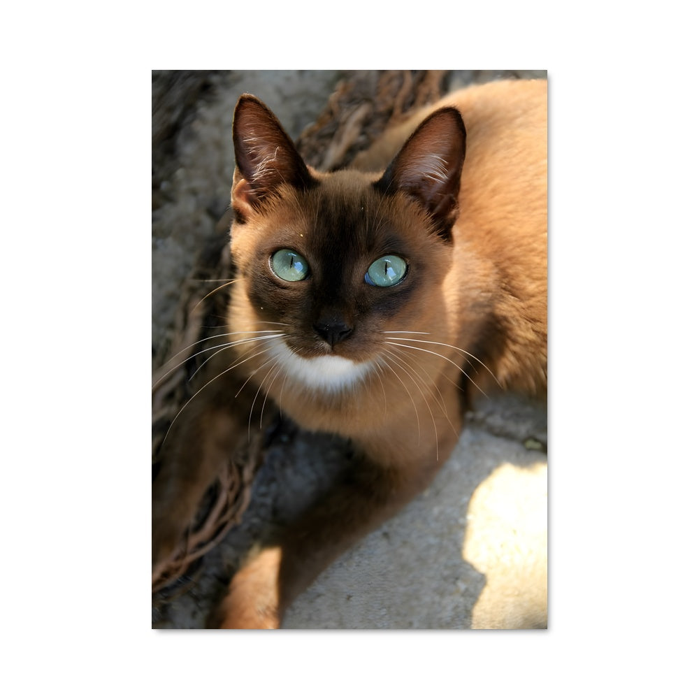 Poster Burmese 84690