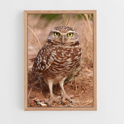 ap-burrowing owl-7 cadre Bois clair