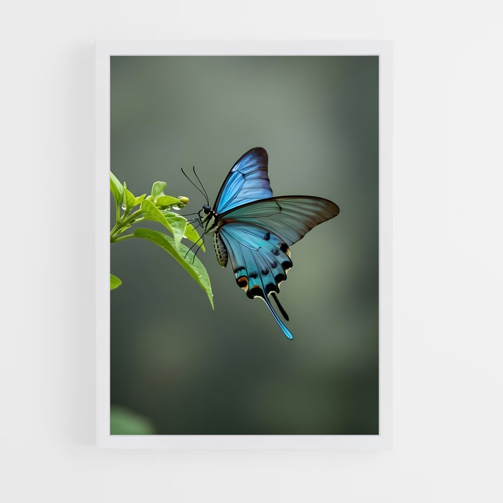 ap-butterfly-13 cadre Blanc