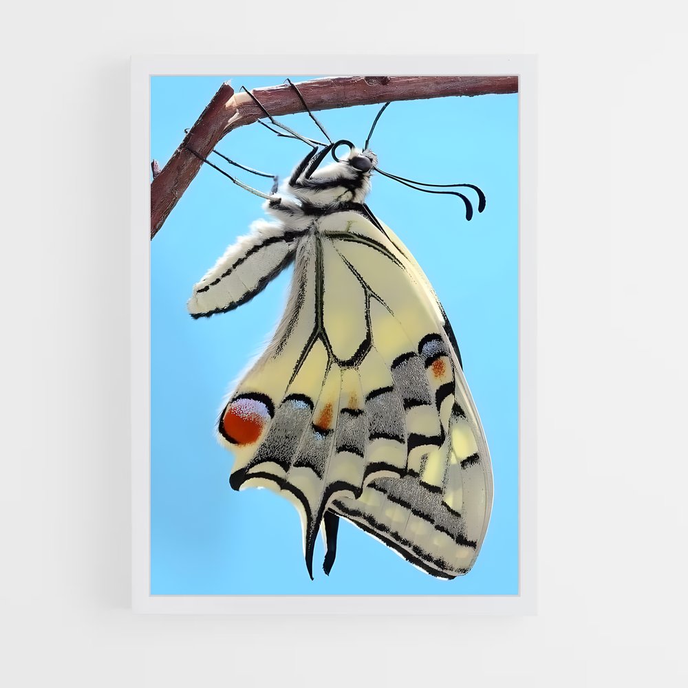 ap-butterfly-20 cadre Blanc