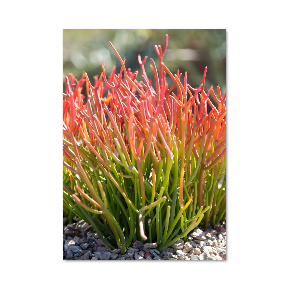 Poster Cactus Écarlate