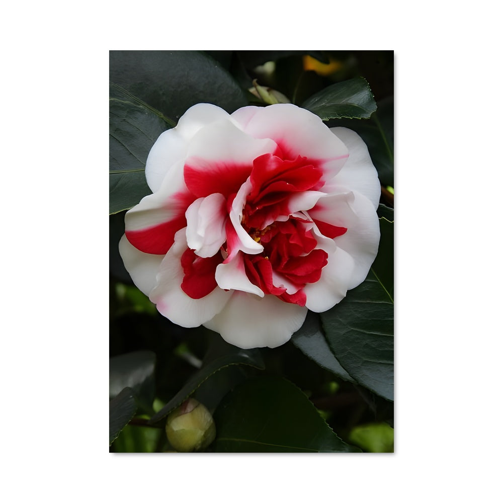 Poster Fleur de Camélia