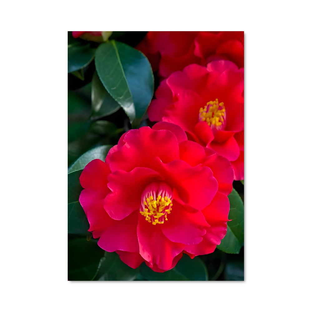 Poster Camélia Éclatant