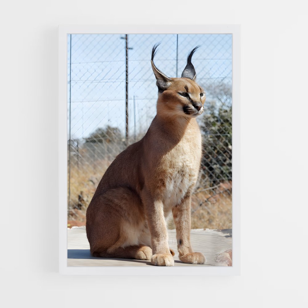 ap-caracal-2 cadre Blanc