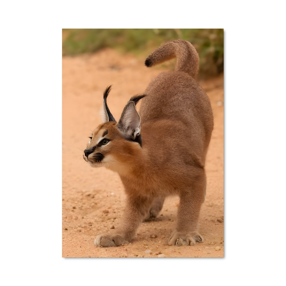 Poster Sur la Piste du Caracal