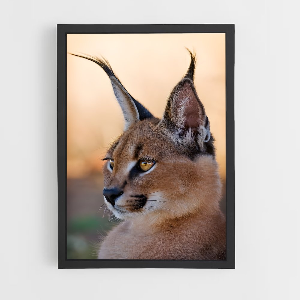 ap-caracal-4 cadre Noir