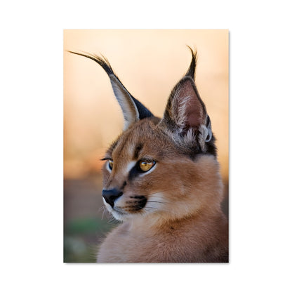 Poster Lynx Sauvage