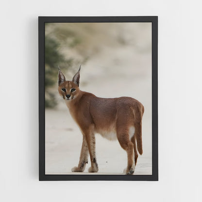 ap-caracal-8 cadre Noir