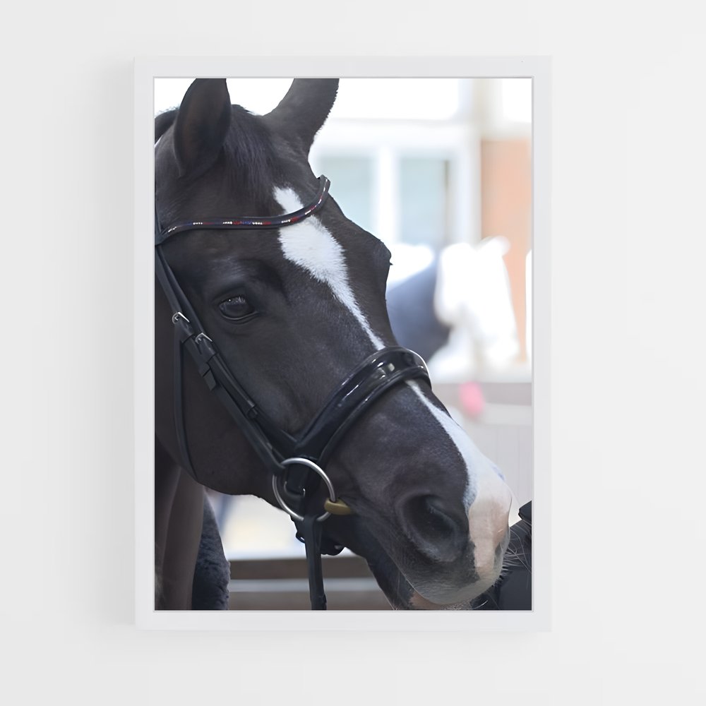 ap-carl hester-5 cadre Blanc