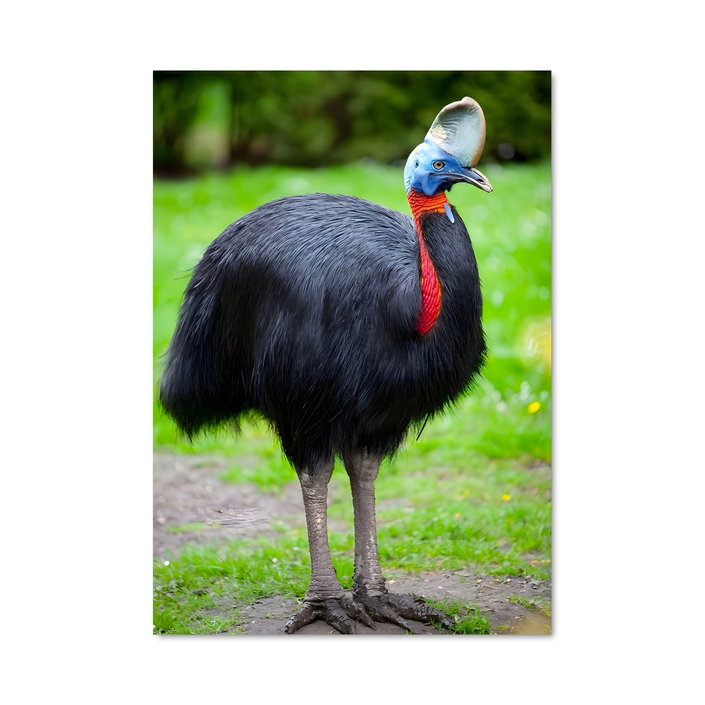 Poster Cassowary 83306