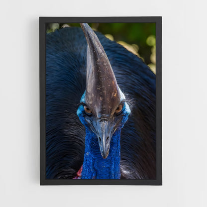 ap-cassowary-3 cadre Noir