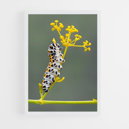 ap-caterpillar-10 cadre Blanc