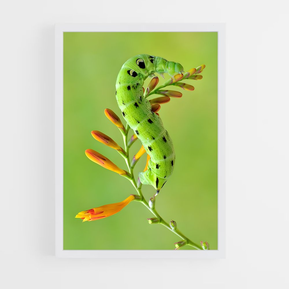 ap-caterpillar-11 cadre Blanc