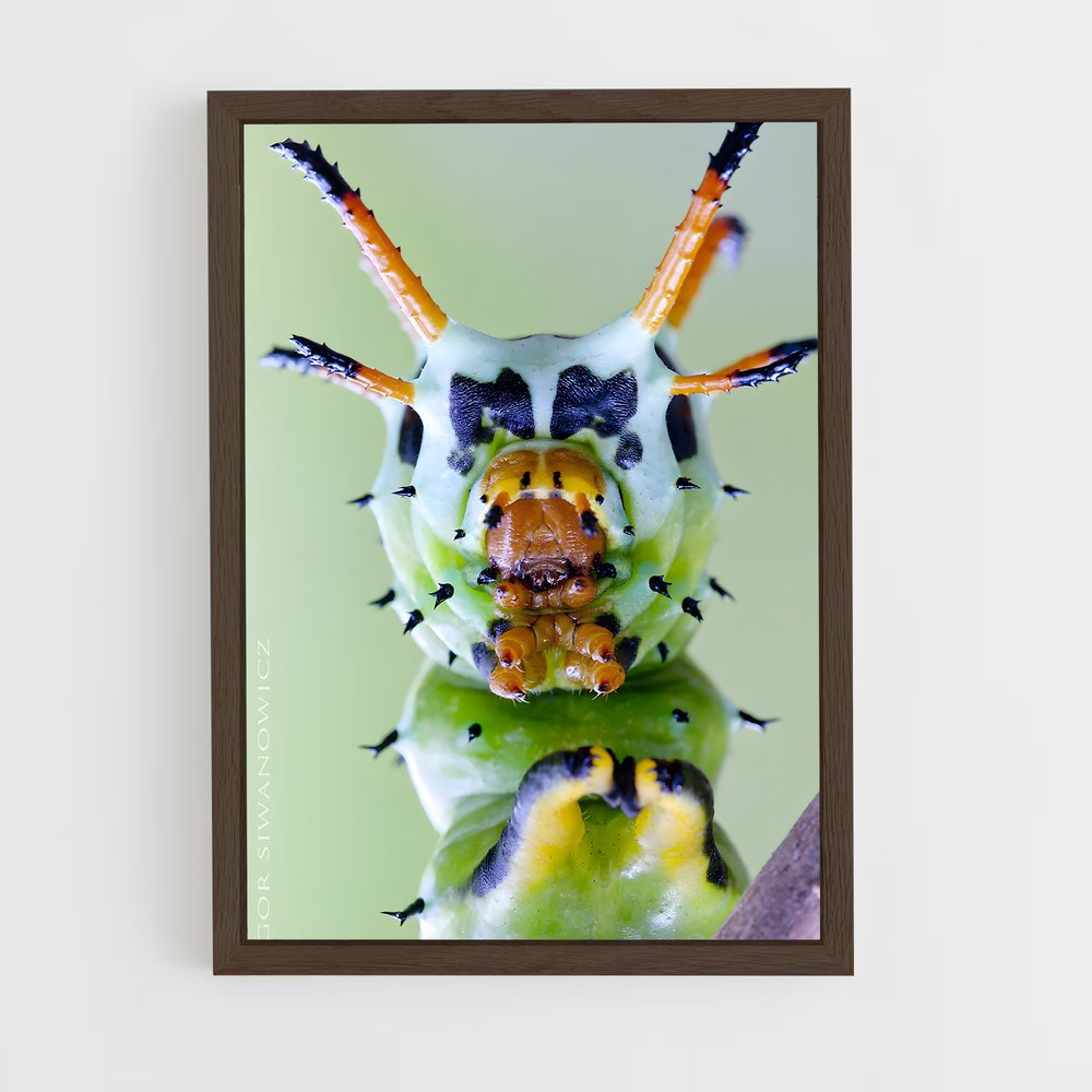 ap-caterpillar-8 cadre Bois foncé