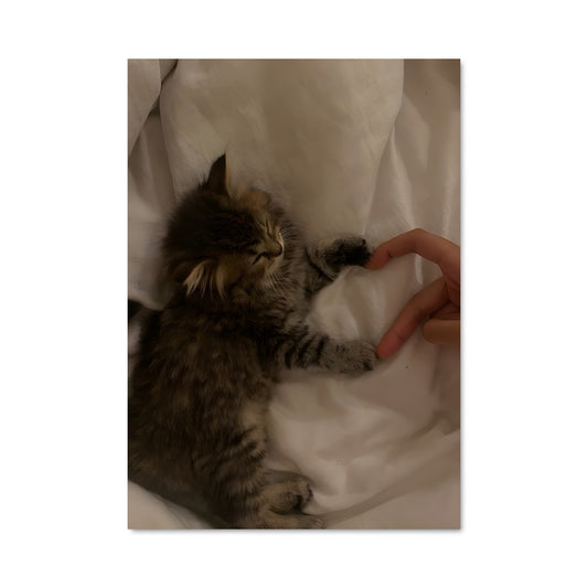Poster Cats 84656