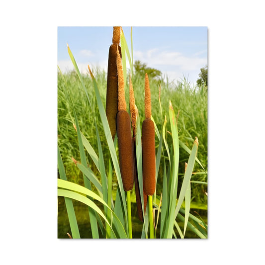 Poster Champs d'Émeraude