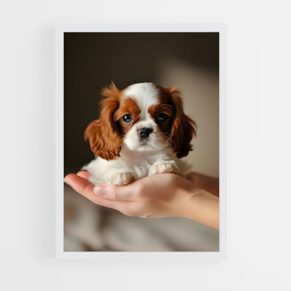 ap-cavalier king charles spaniel-3 cadre Blanc