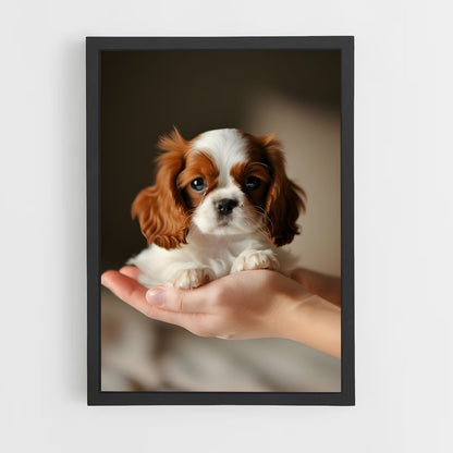 ap-cavalier king charles spaniel-3 cadre Noir